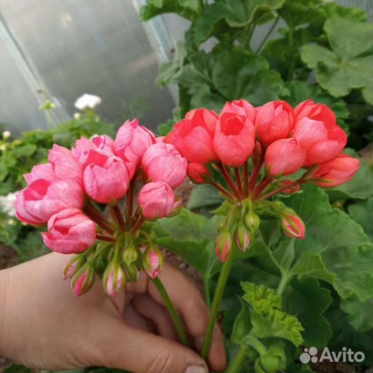 Герань тюльпановидная