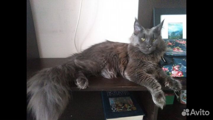 Вязка шикарный Мейнкун