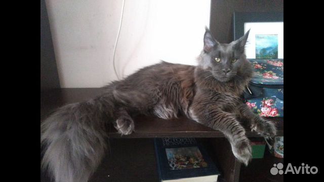 Вязка шикарный Мейнкун