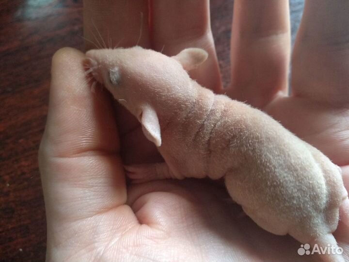 Крысули - лапули