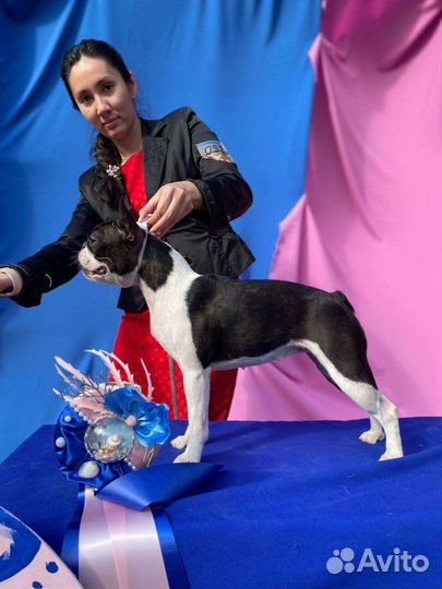 Щенки бостон терьер