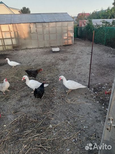 Индоутка мускусная утка