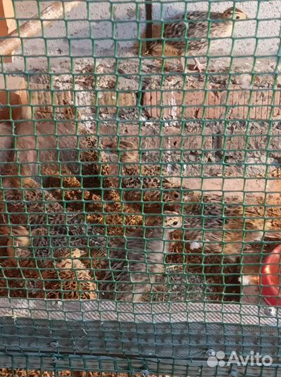 Фазан охотничий