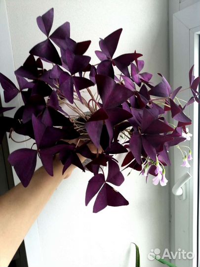 Кислица оксалис