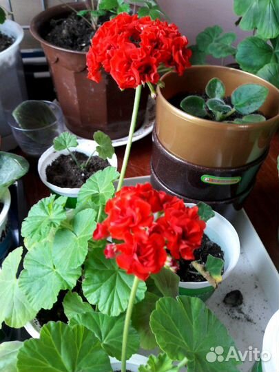 Герани и фиалки