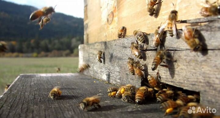 Мёд натуральный из Алтая опт