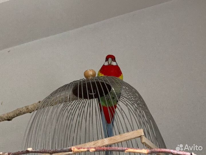 Попугаи розелла с клеткой