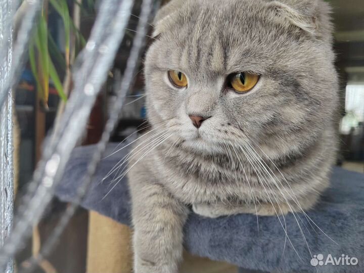 Шотландская вислоухая