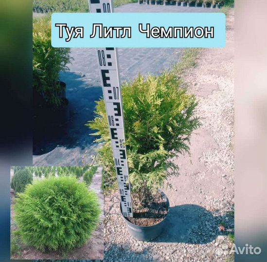 Туя западная Литл Чемпион