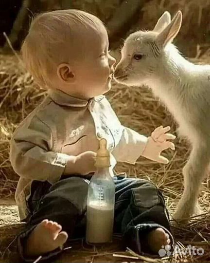 Молоко козье