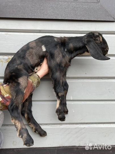 Англо нубийские козы