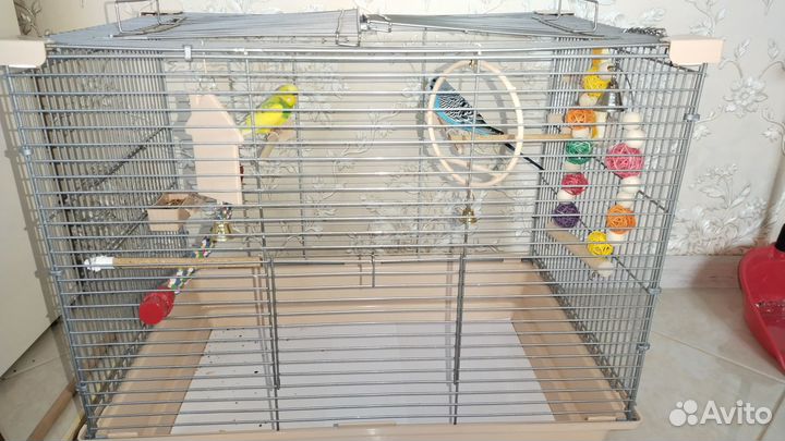 Продам парочку попугайчиков волнистых