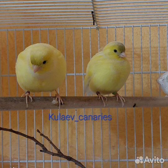 Канарейка Файф Фенси