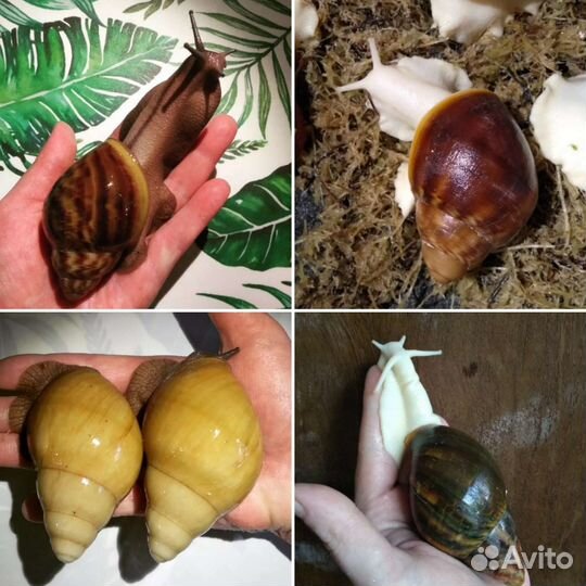 Улитки Тигры, Маргината Маргината, Архахатины и др