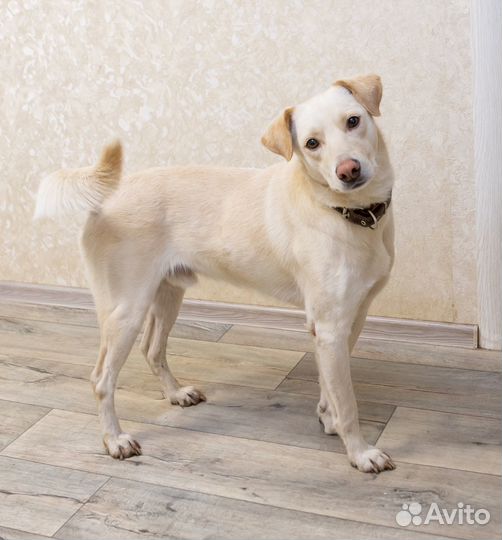 Молодой пёс в добрые руки