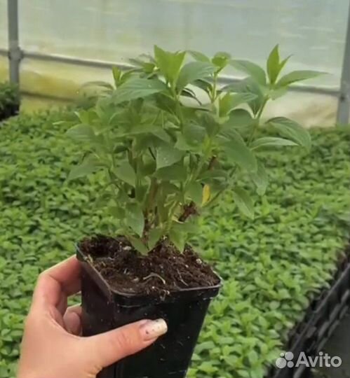 Гортензия Литл Рози Little Rosy