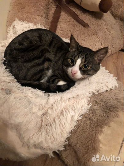 Мега ласковый котик