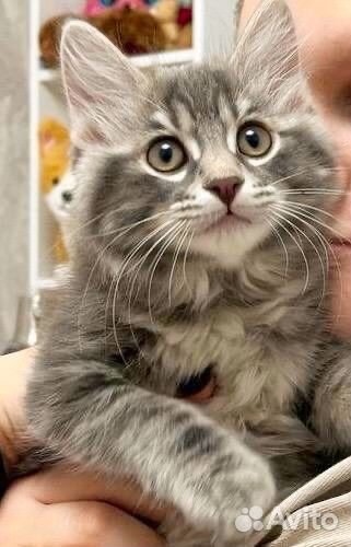 Курильский бобтейл