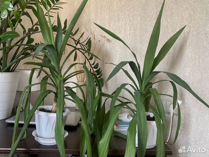 Комнатные цветы - юкка