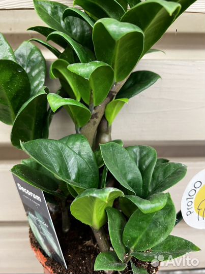 Замиокулькас зензи H 35 см