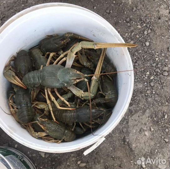 Живые раки