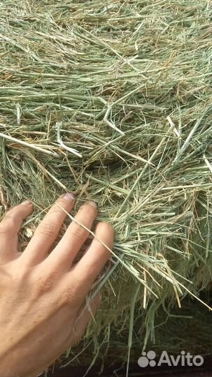Сено в рулонах