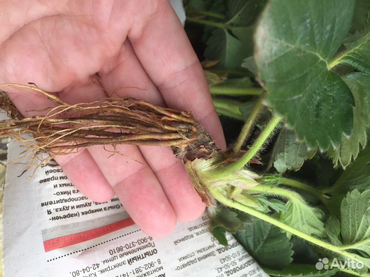 Клубника ремонтантная