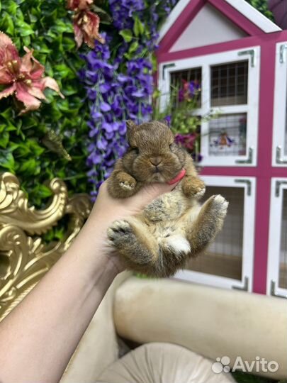 Кролик карликовый ручной