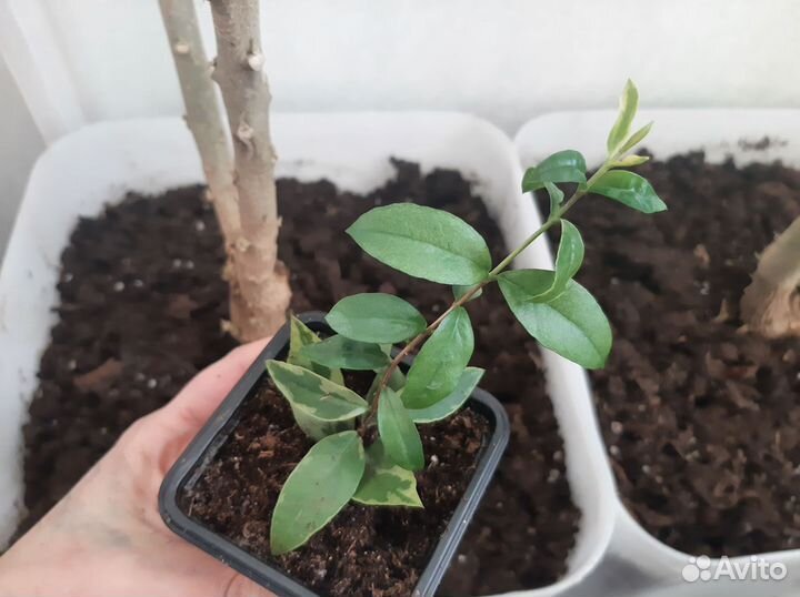 Комнатные цветы