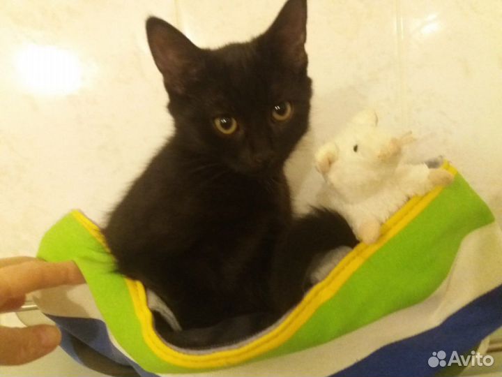 Черный котенок ищет дом