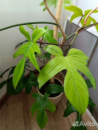 Филодендрон