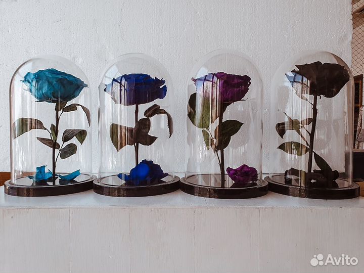 Роза в Колбе