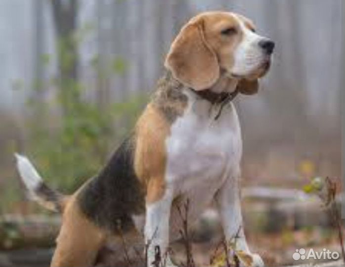 Вязка кобель бигль