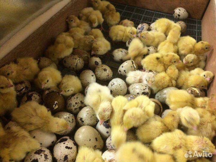 Перепел техасский