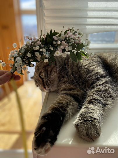 Венок на голову из гипсофилы