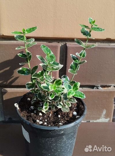 Бересклет форчуна