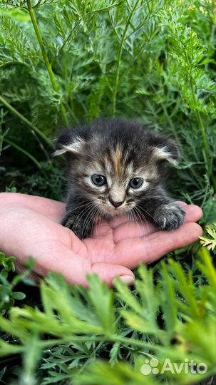 Котята ищут любящую семью