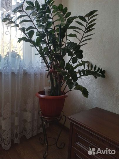 Замиокулькас