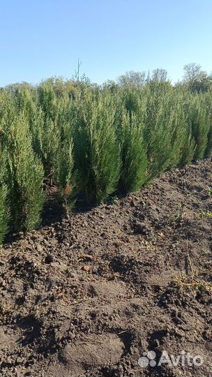 Туя восточная биота, можжевельник вергинский