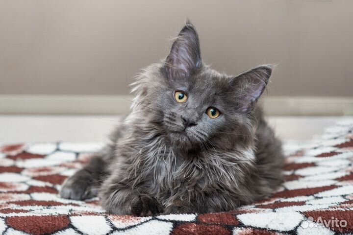 Котята мейн-кун