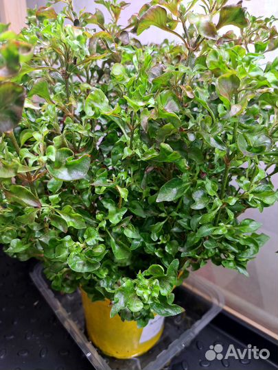 Альтернантера