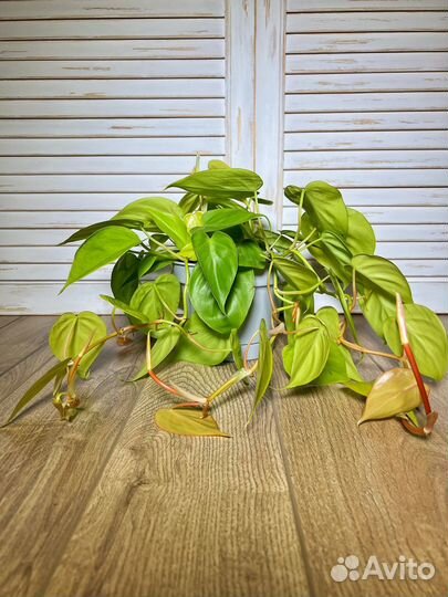 Филодендрон лимон лайм