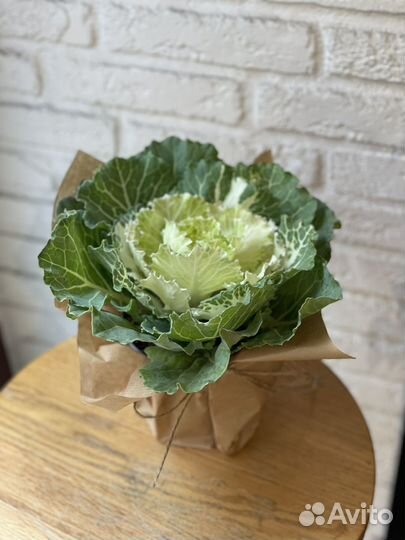 Брассика - декоративная капуста