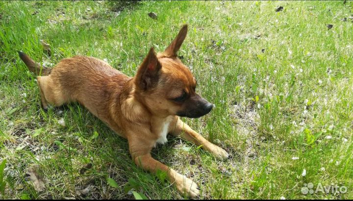 Вязка Чихуахуа