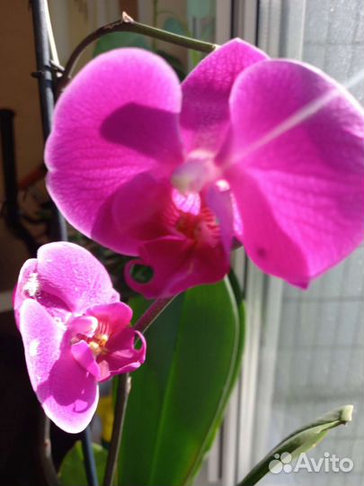 Орхидея фаленопсис. Красный цветок