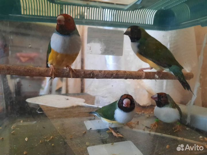 Амадины гульда (белая грудка/природники)