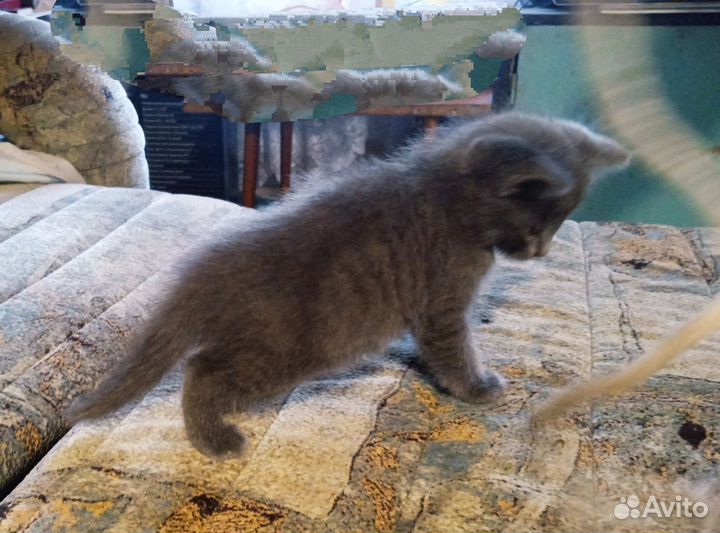 Кошка в дар бесплатно