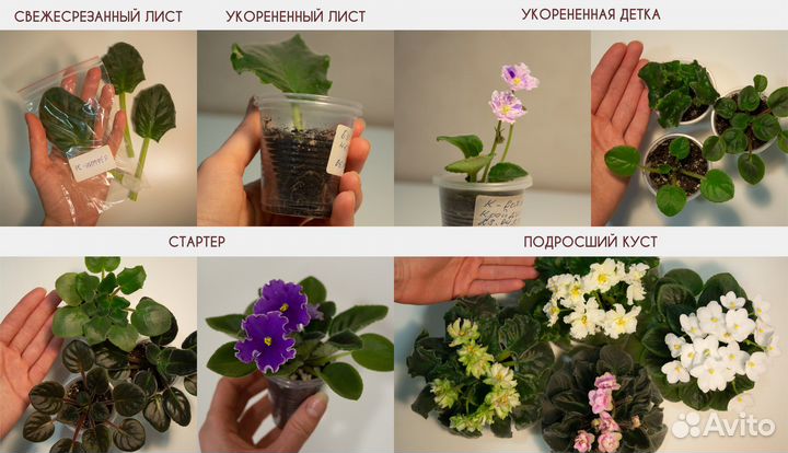 Сортовые фиалки