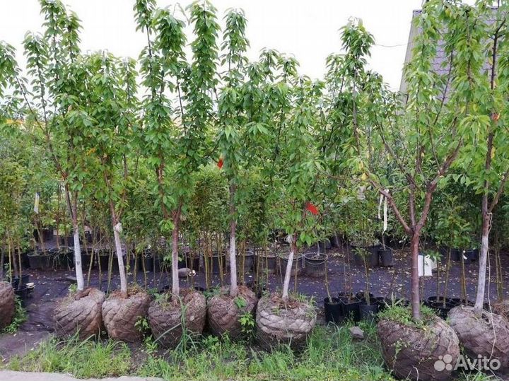 Черешня 3х лет саженцы с доставкой