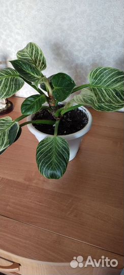 Филодендрон биркин